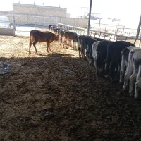 گوساله نر|حیوانات مزرعه|نیشابور, مازول|دیوار