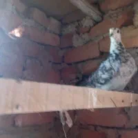 کفتر .. کبوتر|پرنده|زهان, |دیوار