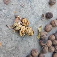 گردوتازه تویسرکان