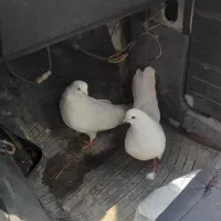 کبوتر|پرنده|بستان آباد, |دیوار