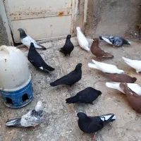 رنگی|پرنده|امیدیه, |دیوار