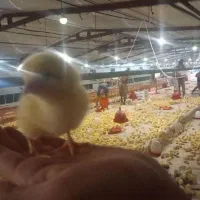 جوجه مرغ راس ودان چکی