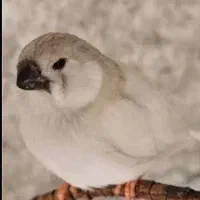 فنچ تازه دونخور شده بهترین وقت برای دستی کردن