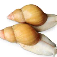 حلزون های کلکسیونی|خزنده|رفسنجان, |دیوار