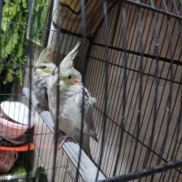 عروس پاریس|پرنده|کارون, |دیوار