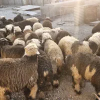 فروش تعدادی بره نر