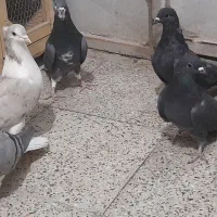 کفتر دمگیر پر دم دار