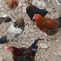 جوجه خروس محلی ارگانیک