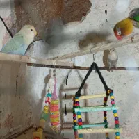 معاوضه جفت برزیلی مولد|پرنده|هشتگرد, تهران دشت|دیوار