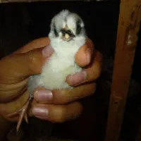 مرغ گلین لری پنگوئنی|حیوانات مزرعه|رامیان, |دیوار