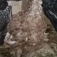بوغلمون بوربن هفت ماهه دم تخم