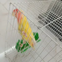 کوتوله ماده