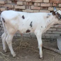 گوساله نر دورگ بلژیکی