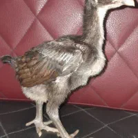 جوجه لاری اصیل ۳۵ روزه|حیوانات مزرعه|کلاچای, |دیوار