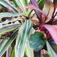 گلهای آپارتمانی/حراج|گل و گیاه طبیعی|لاهیجان, گلستان|دیوار