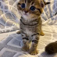 بچهگربه خونگی، اجتماعی و سالم|گربه|دزفول, |دیوار