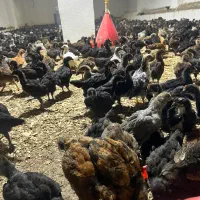 فروش جوجه ۳۵ روز محلی گلپایگان درجه یک