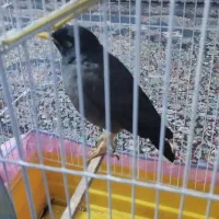 مینا سخن گو