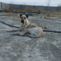 واگذاری ماده پژدر|سگ|چناران, |دیوار