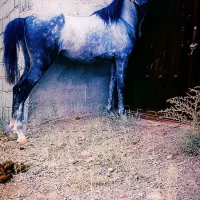 اسب مادیان|اسب و تجهیزات اسب‌سواری|ساوه, |دیوار