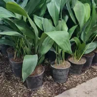 برگ عبایی زاموفیلیآ|گل و گیاه طبیعی|قم, خداکرم|دیوار