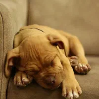 سگ گمشده|حیوانات|کرمان, |دیوار