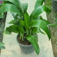 برگ عبایی زاموفیلیآ