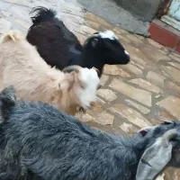 ۳راس بزغاله نر|حیوانات مزرعه|سنندج, |دیوار