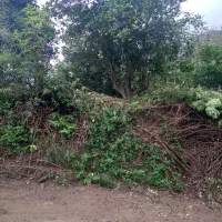 باغ مرکبات و چای ، واجارگاه ، گیل ملک|فروش زمین و ملک کلنگی|واجارگاه, |دیوار