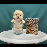 پامر کراس عروسکی پشمالو سگ توله سایز تیکاپ|سگ|مشهد, مصلی (کارمندان اول)|دیوار