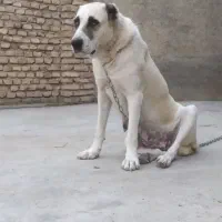 ماده آلابای روسی