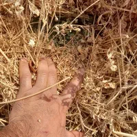 فروش یونجه خشک|لوازم جانبی حیوانات|مشگین شهر, |دیوار