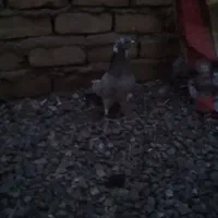 یک عدد هفترنگ هفت هشت نر