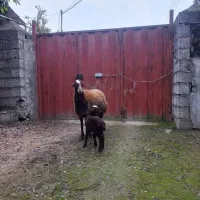 گوسفند دورگ با بره نر