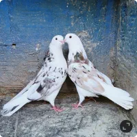 کبوتر پرشی دهنجور بشرط پرش بالا ۱۰ساعت بضمانت|پرنده|تهران, شوش (باغ آذری)|دیوار