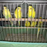 مرغ عشق و فنج|پرنده|خمینیشهر, |دیوار