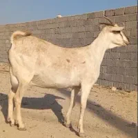 بز سومال  هیکلی دوقلوزا|حیوانات مزرعه|بندرعباس, |دیوار