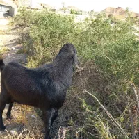 تکه مناسب برای نسل کشی گله
