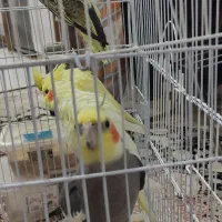 عروس هلندی مولد|پرنده|پاکدشت, شهرک امام رضا|دیوار