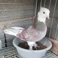 کبوتر شازده