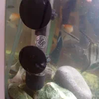 ماهی|ماهی|بیرجند, |دیوار