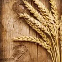 گندم بذری‌سلار