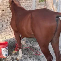 اسب عرب|اسب و تجهیزات اسب‌سواری|ارومیه, |دیوار