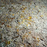 کمپوست قارچ دکمه ای|خدمات باغبانی و درختکاری|شیراز, اصلاح‌نژاد|دیوار