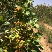 نیازمند کارگر