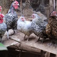 تخم مرغ تازه سیبرایت نطفه دار|حیوانات مزرعه|بندر انزلی, پیل علی باغ|دیوار