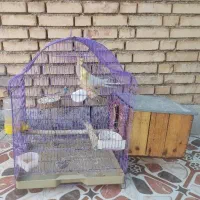 عروس هلندی مولد پنج تخمه قوی فول دستی