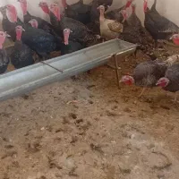 بوقلمون نر بزرگ