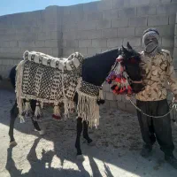 جل وکله گیر اسب