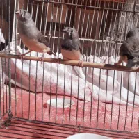 ۳تا فنج جوانه|پرنده|هامون, |دیوار